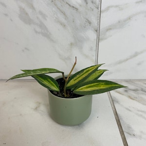 May include: A small potted plant with green and yellow leaves. The plant is in a light green ceramic pot. The background is a white marble tile.