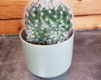 Mammillaria Bocasana, 2" Plant