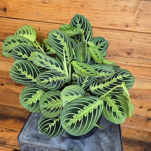 Maranta Leuconeura Lemon Lime, 6&quot; Plant