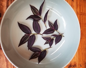 Tradescantia Zebrina Red Mini, Cuttings x5