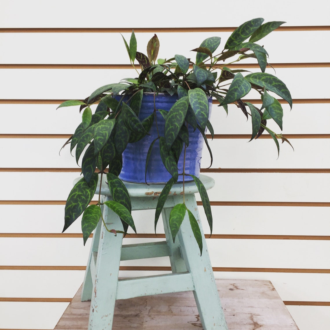 Lipstick 'black Pagoda' Cuttings 5 Etsy