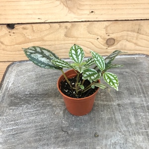 Pilea Aluminum, 2" Plant