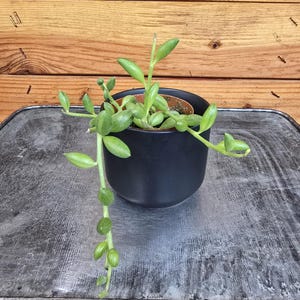 String of Watermelons - 2&quot; Plant