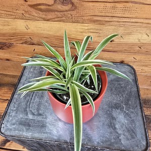 Chlorophytum Reverse Spider, 4&quot; Plant