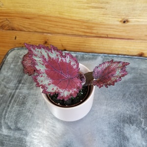 Begonia Rex Jurassic Red Splash, 2" Plant