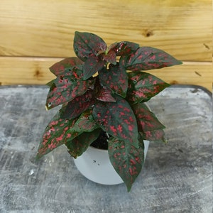 Hypoestes Polka Dot Plant Red Splash, 2" Plant