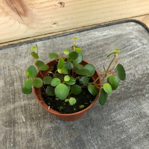 Peperomia Pepperspot, 2&quot; Plant