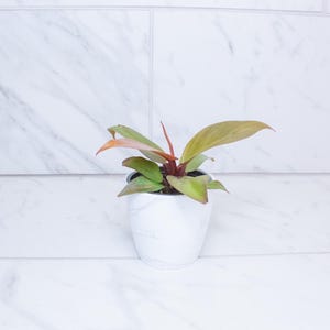 May include: A small Philodendron plant with variegated leaves in shades of green, bronze, and reddish-orange, potted in a white ceramic planter with a subtle gray marble pattern. The plant features pointed, smooth-edged foliage.