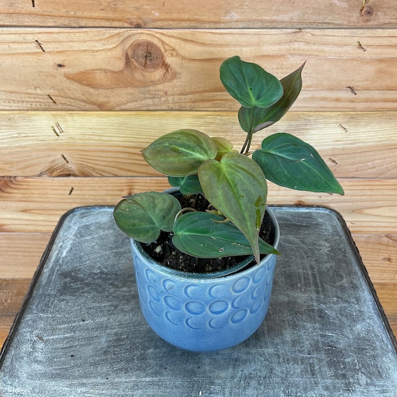 Philodendron Micans, 4" Plant