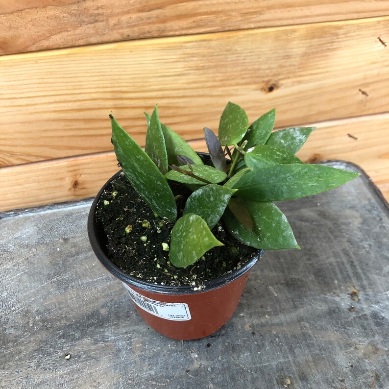 The Plant Farm Hoya Gracilis - Thumbnail 2