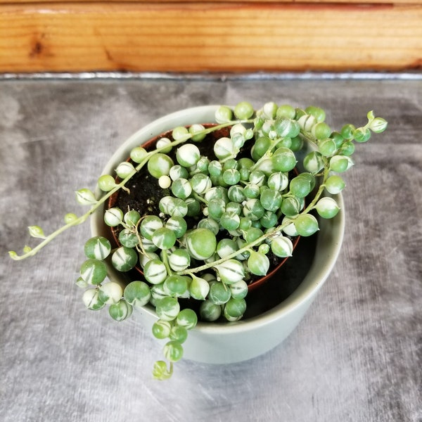 Rowleyanus String of Pearls Marble, 2" Plant