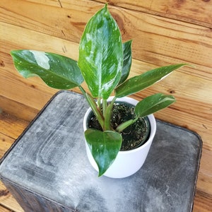 May include: A small, potted plant with variegated green and white leaves. The plant is in a white pot and is sitting on a gray, textured surface.