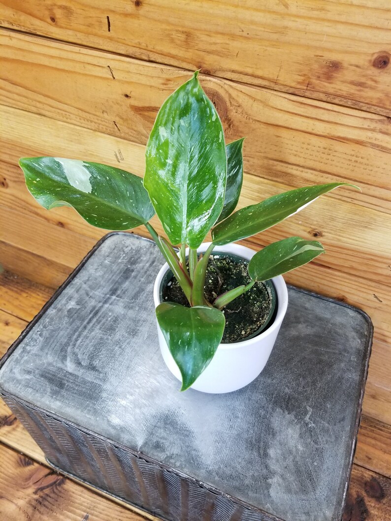 May include: A small, potted plant with variegated green and white leaves. The plant is in a white pot and is sitting on a gray, textured surface.