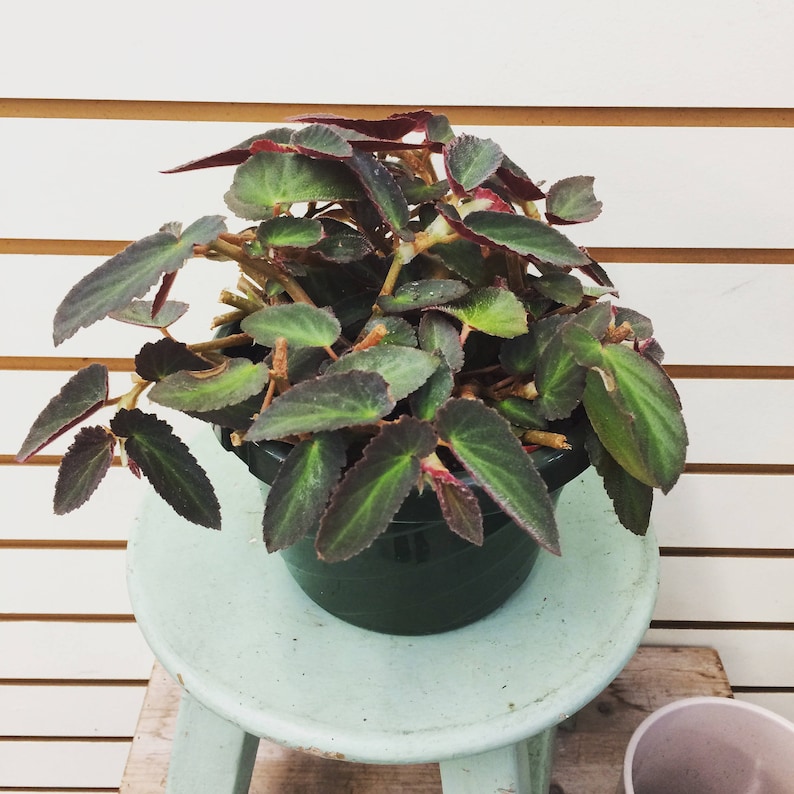 Begonia brasileña Lady Angel Wing, esquejes x3 imagen 9