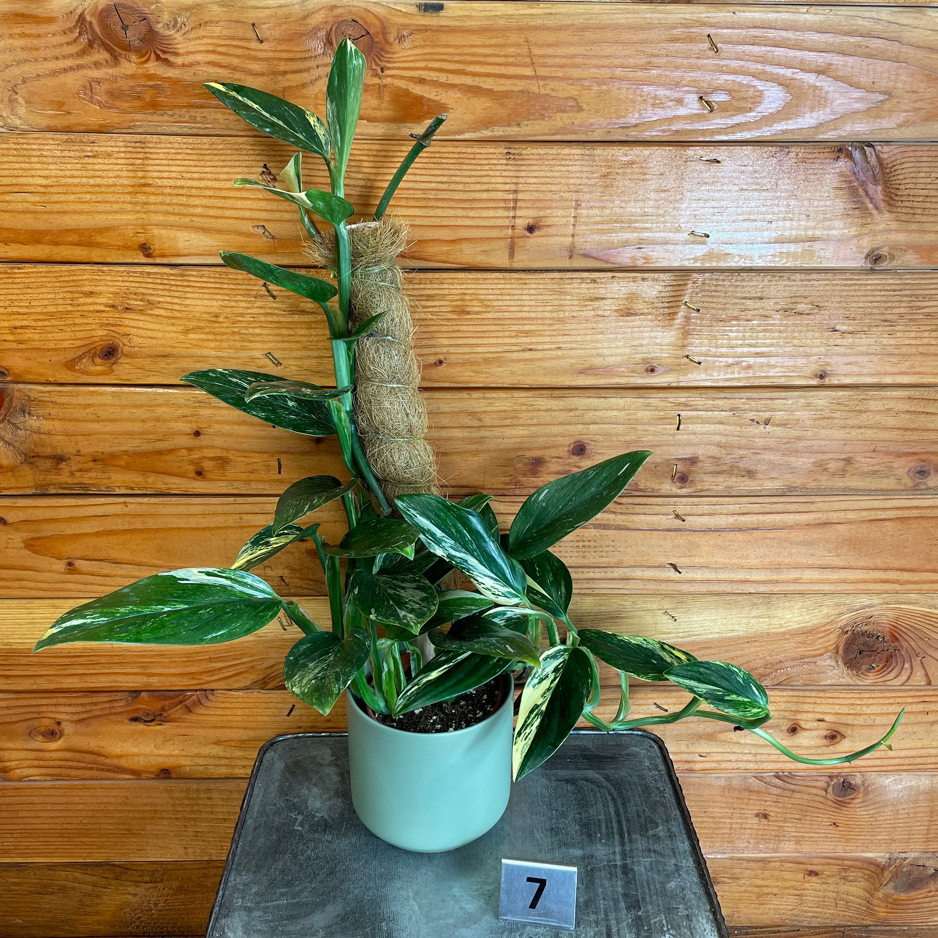 Monstera standleyana Aurea Variegata on Moss Pole - Pick Your Plant, 4 —  The Plant Farm®
