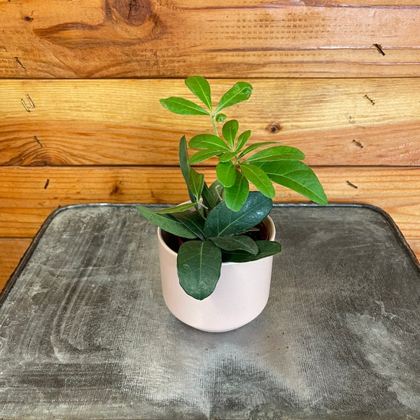 Cissus Digitata Mystic Ivy, 2" Plant