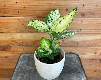 May include: A potted Dieffenbachia plant with large green and white variegated leaves. The plant is in a white, textured ceramic pot. The background is a wooden wall.