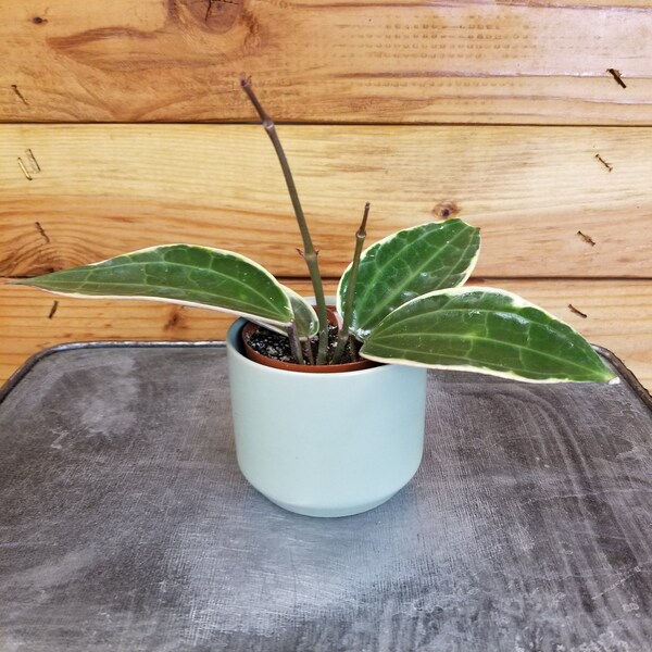 Hoya Macrophylla Albomarginata, 2" Plant