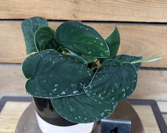 Scindapsus Dark Satin - Pick Your Plant, 4" Plant
