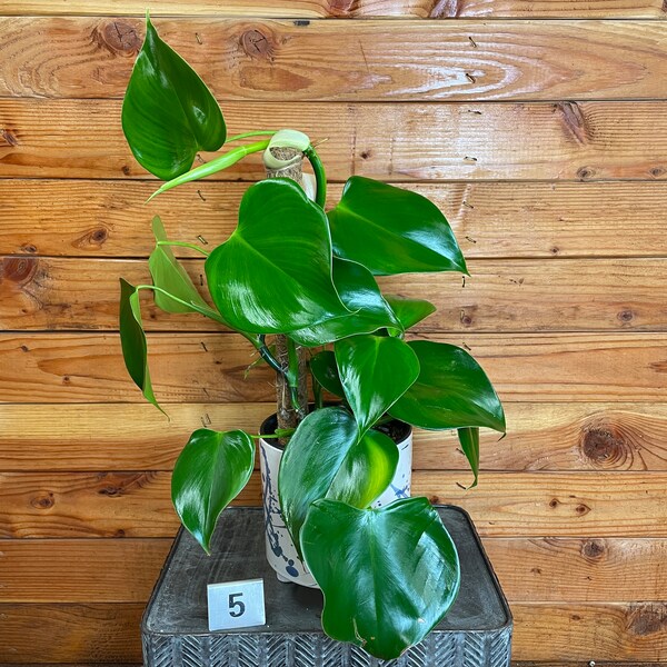 Philodendron Microstictum on Moss Pole - Pick Your Plant, 6" Plant