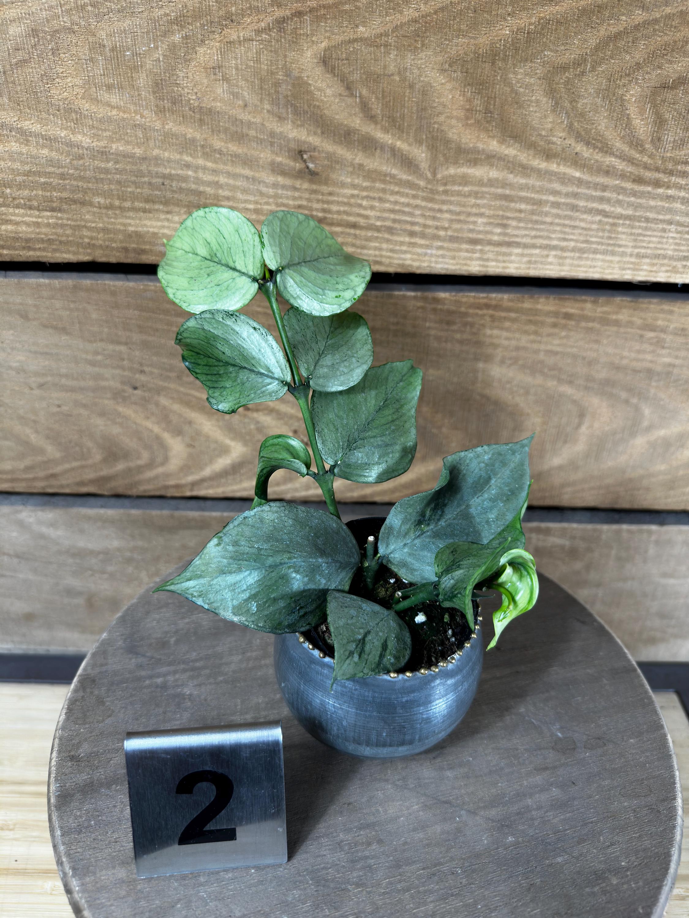 Hoya Polyneura Broget Silver - Etsy