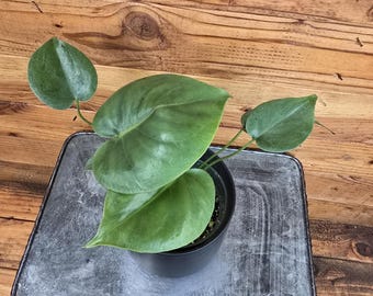 Monstera Deliciosa Split Leaf, 4" Plant