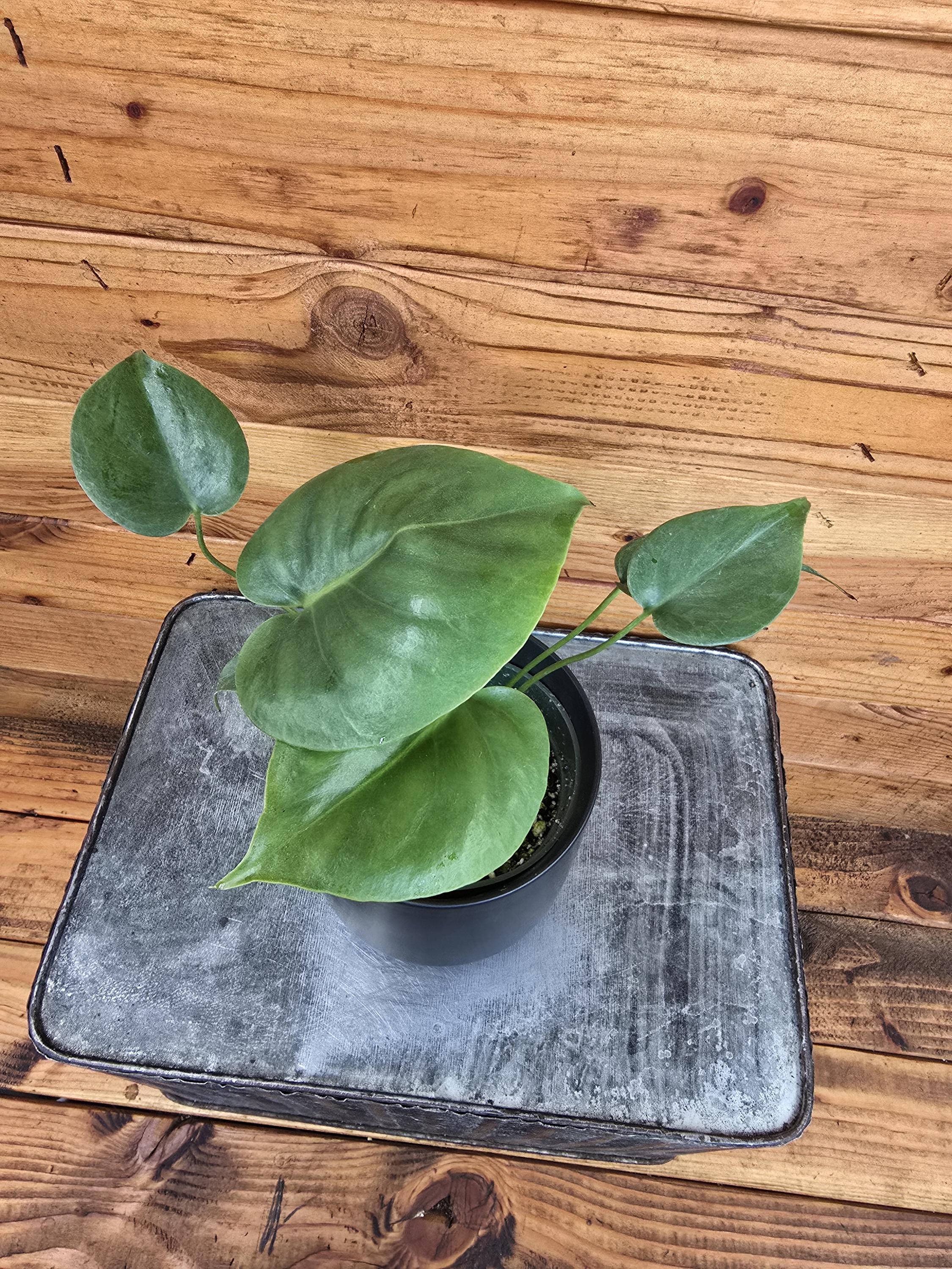 Monstera Deliciosa Split Leaf, 4" Plant - Etsy