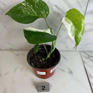 May include: A potted Monstera plant with large, variegated leaves. The leaves display a mix of green and white patterns. The plant is in a brown plastic pot, and a metal tag with the number "2" is in front of the pot.