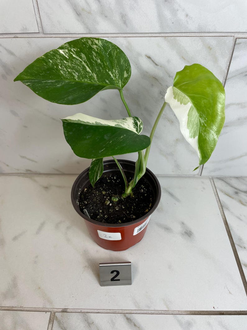 May include: A potted Monstera plant with large, variegated leaves. The leaves display a mix of green and white patterns. The plant is in a brown plastic pot, and a metal tag with the number "2" is in front of the pot.