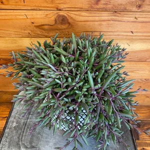 May include: A potted succulent plant with green and purple stems and leaves. The plant is in a white pot with a black geometric pattern. The pot sits on a weathered metal surface, with a wooden background.