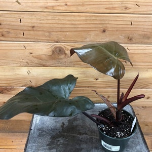 Philodendron Dark Lord, 4" Plant