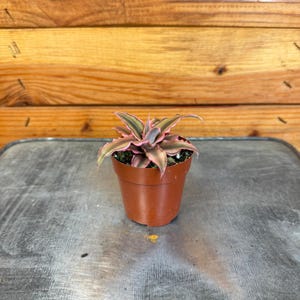 Cryptanthus Pink, 2&quot; Plant