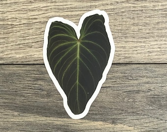 Philodendron Verrucosum Sticker