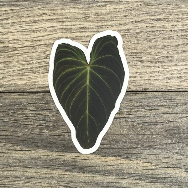 Philodendron Verrucosum Sticker