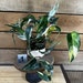 see more listings in the 4" Plants section