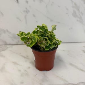 May include: A small potted plant with vibrant green and yellow, ruffled leaves. The plant is in a brown plastic pot, set against a white and gray marble background. The plant's leaves have a unique, textured appearance.