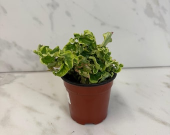 Pedilanthus Tithymaloide Curly Devil's Backbone, 4" Plant