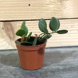 May include: A small potted plant with round, green leaves. The plant is in a brown plastic pot.