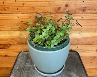 Callisia Repens, 6" Plant