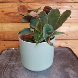 Philodendron Lupinum - 4" Plant