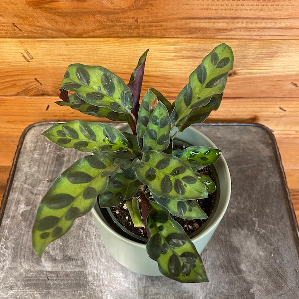 Calathea Lancifolia Serpiente de Cascabel, Planta de 4"