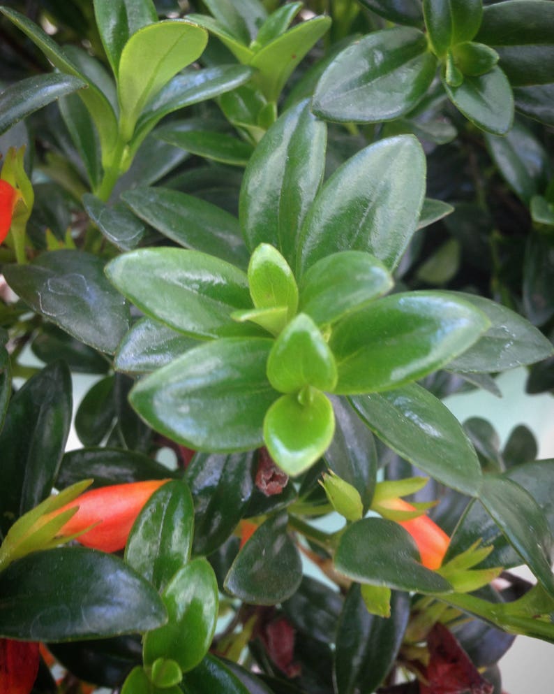 Columnea Goldfish Christmas Holly 2 plant Etsy