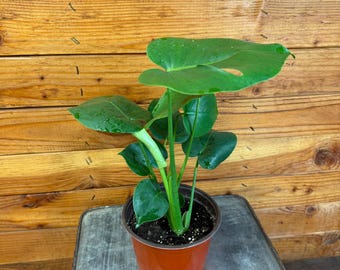 Monstera Deliciosa Split Leaf, 6" Plant