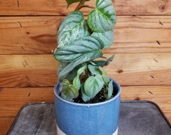 Philodendron Sodiroi Variegated - Pick Your Plant, 4" Plant