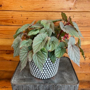 Begonia Angel Wing Sinbad Pink, 6" Plant