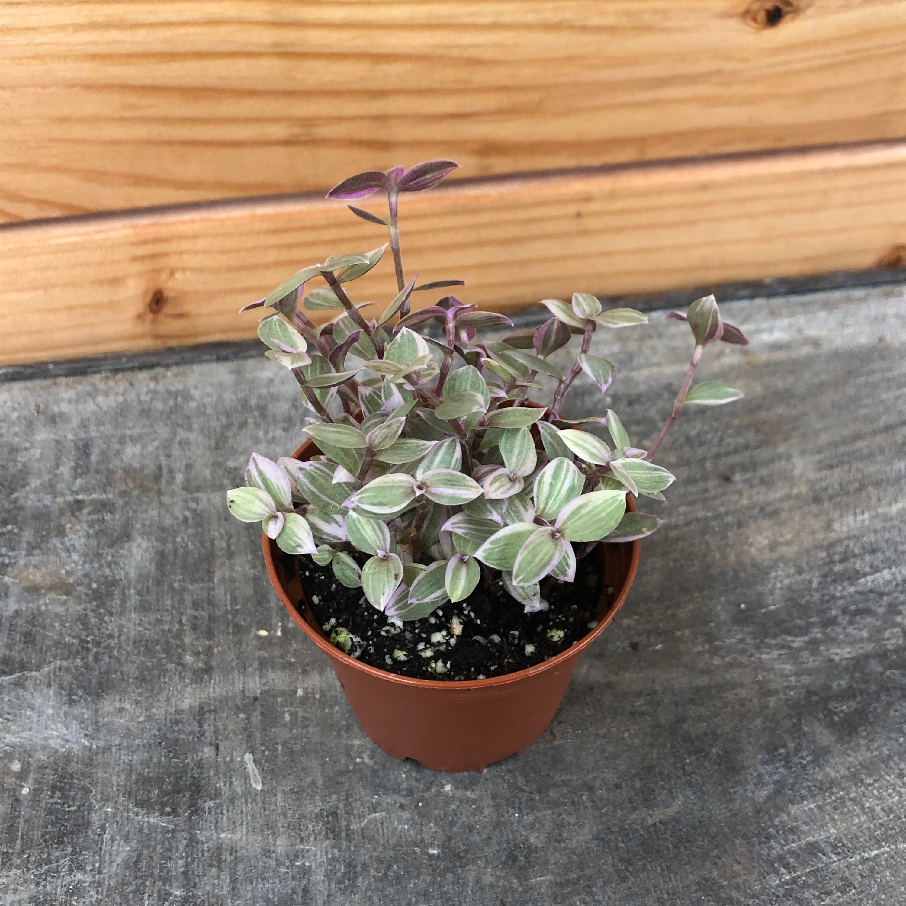 Callisia Repens Pink Lady, 2" Plant