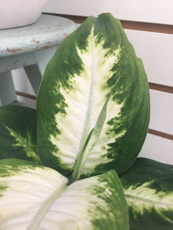 Dieffenbachia Camille Plant 4 Etsy