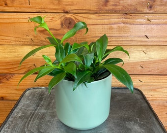 Aeschynanthus Lipstick Orange, 4" Plant