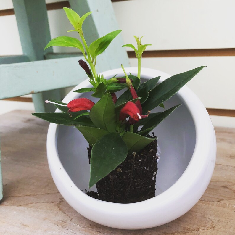 Aeschynanthus Lipstick Purple Star Starter Plug Etsy