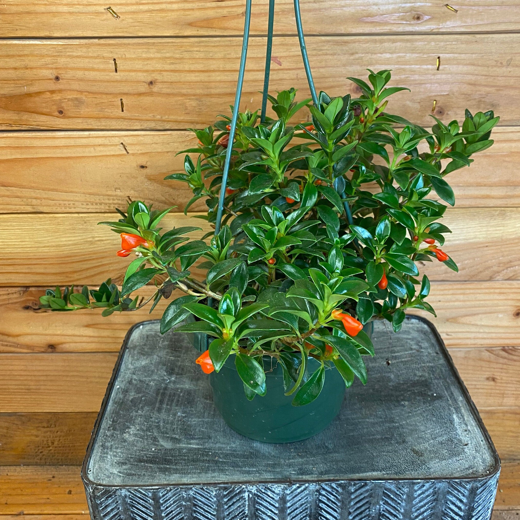Columnea Goldfish Christmas Holly 6 Plant Etsy